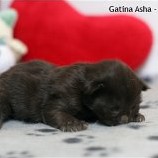 Gatina Asha - 1 semaine