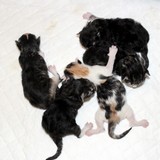 The litter - 1 day old