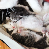 The litter - 1 week old