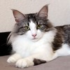Soana, 1 and a half year old